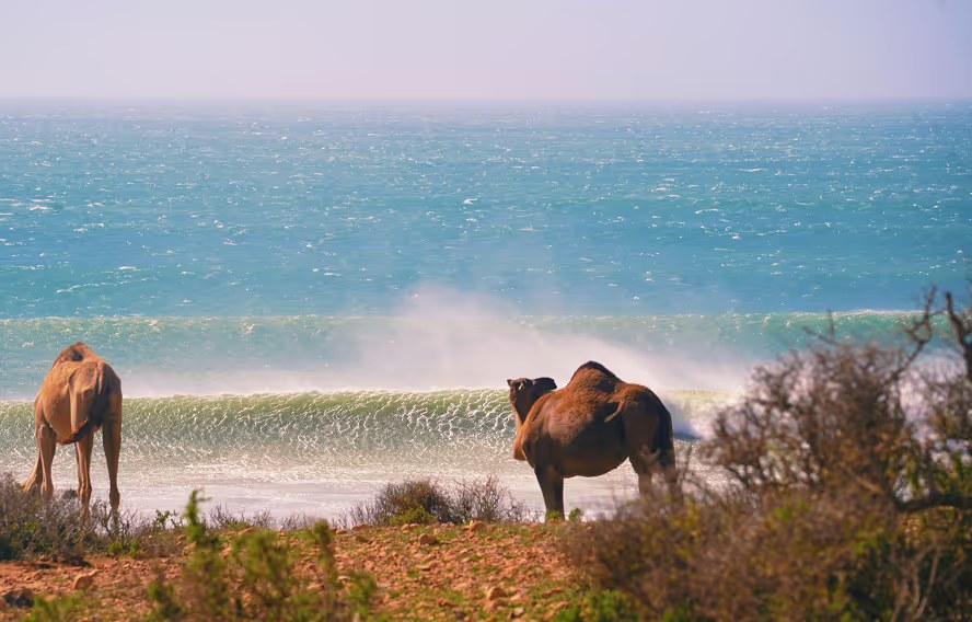 La côte de Tamraght au coucher du soleil : des dromadaires sur la dune et la vague qui déroule sur le point break
